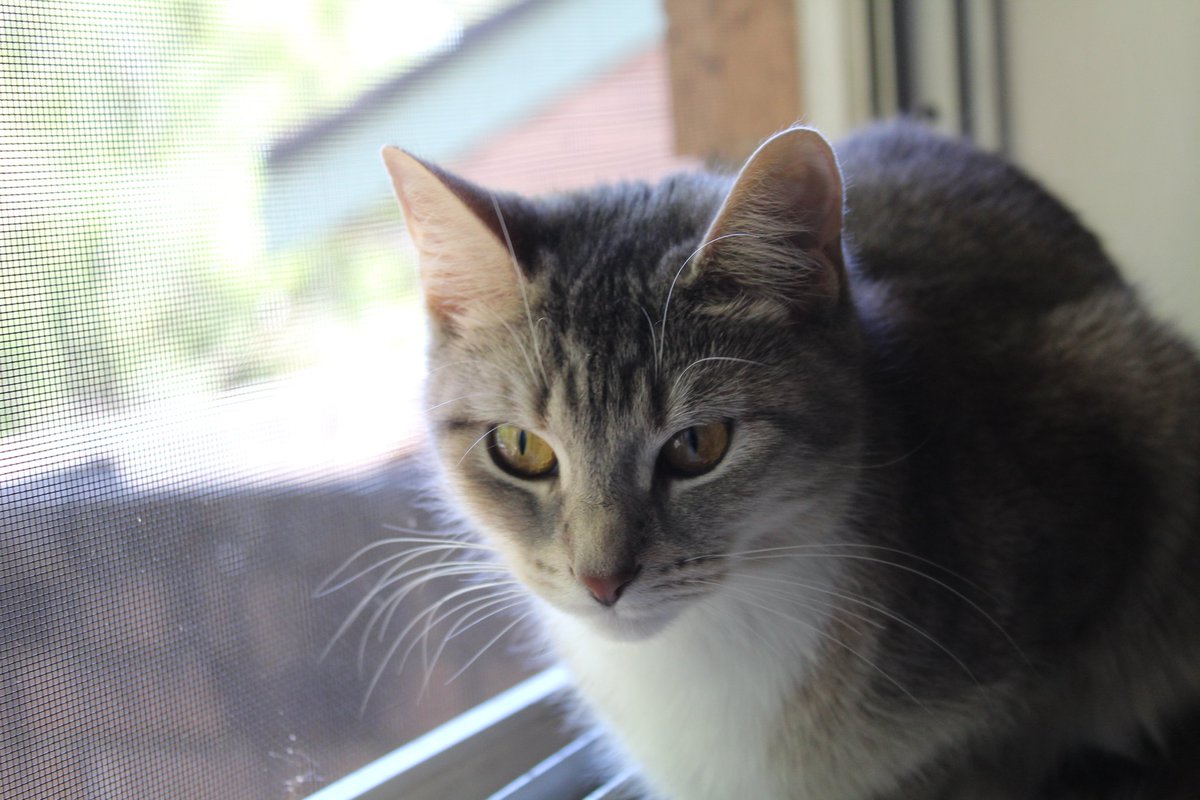 I love my girl, she is the best kitty, you should see how excited she gets when getting ready to play fetch! ✨ (These were also taken on my camera 🥀)