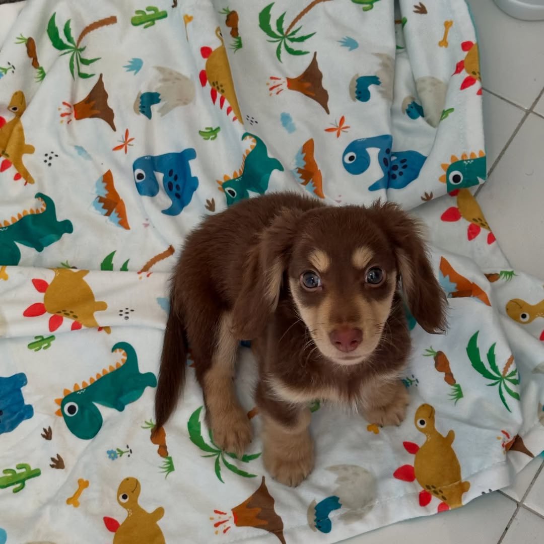 This is Dino. He is not just "going through a dinosaur phase." Obviously, it is a lifestyle. 12/10 (IG: dinoandluka)