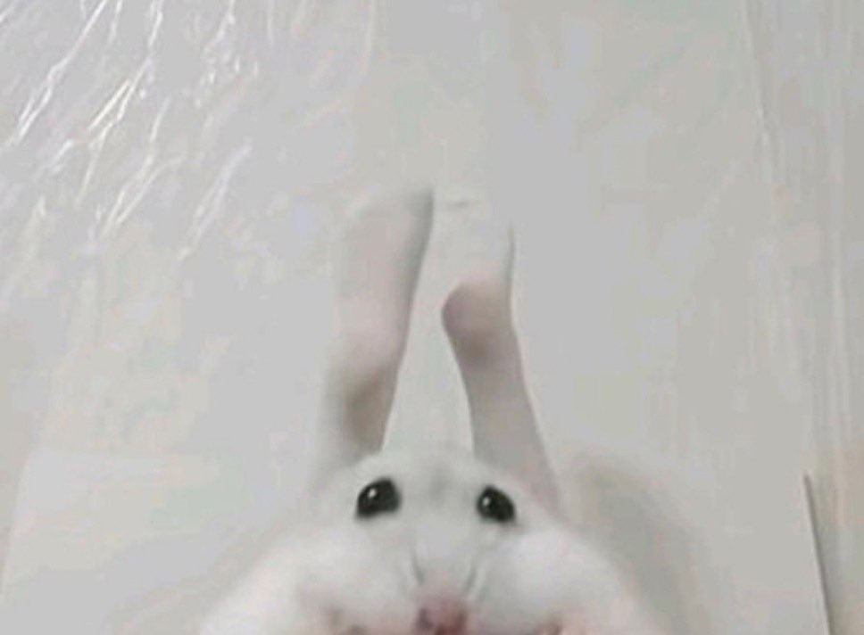 전진roridaisuki(다리로이스키)넴 tweet media