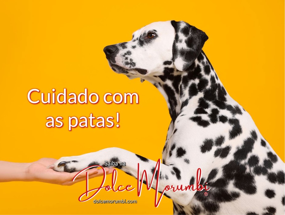 DolceMorumbi360's tweet image. Como proteger seu cão de queimaduras, ferimentos e unhas perigosas

Saiba na Dolce Morumbi®

#dolcemorumbi #banhoanimal #petshop #citedesco
dolcemorumbi.com/2025/11/17/cui…