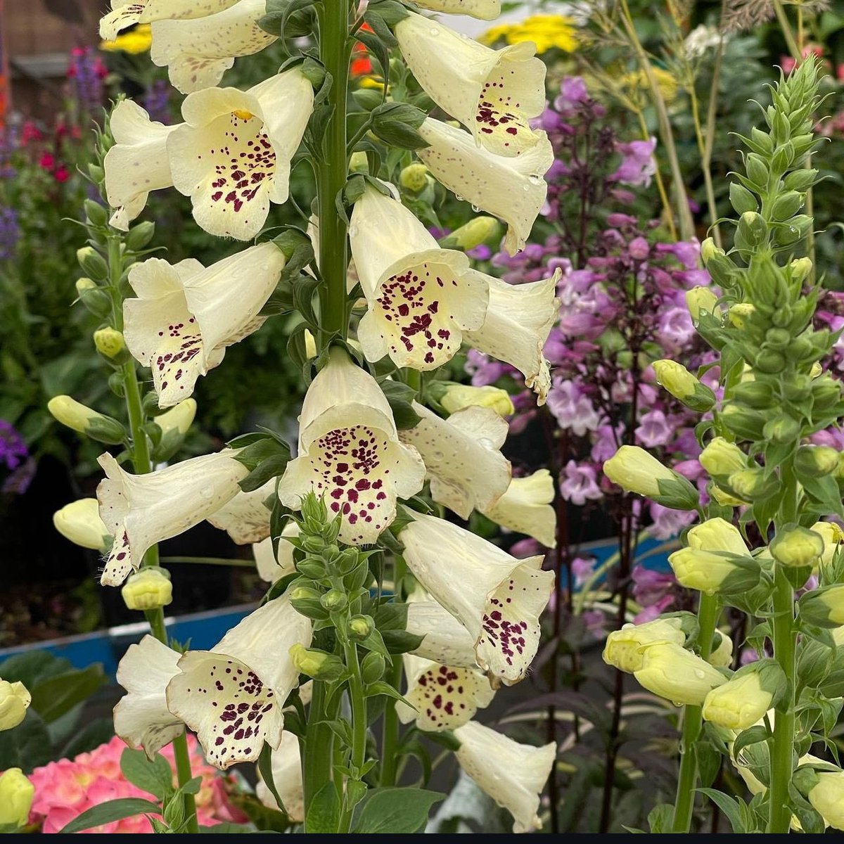 finelinessa's tweet image. 🌸SALE PROMOTION🌸

Foxglove, Foxglove Camelot - R34.50 per 1.25L bag

📞 010 213 4275 / 063 335 5126
🌐 shop.finelineslandscaping.co.za

#finelineslandscaping #foxglove #camelot #dottedflowers #plantlovers #growplants #flowergarden
