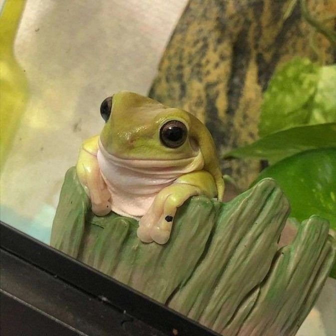 frogsquad24's tweet photo. Sitting pretty, thinking about snacks.🐸
#frog #frogs #frogcollection #frogsareawesome #frogsquadofficial https://t.co/foAmoGBoRH