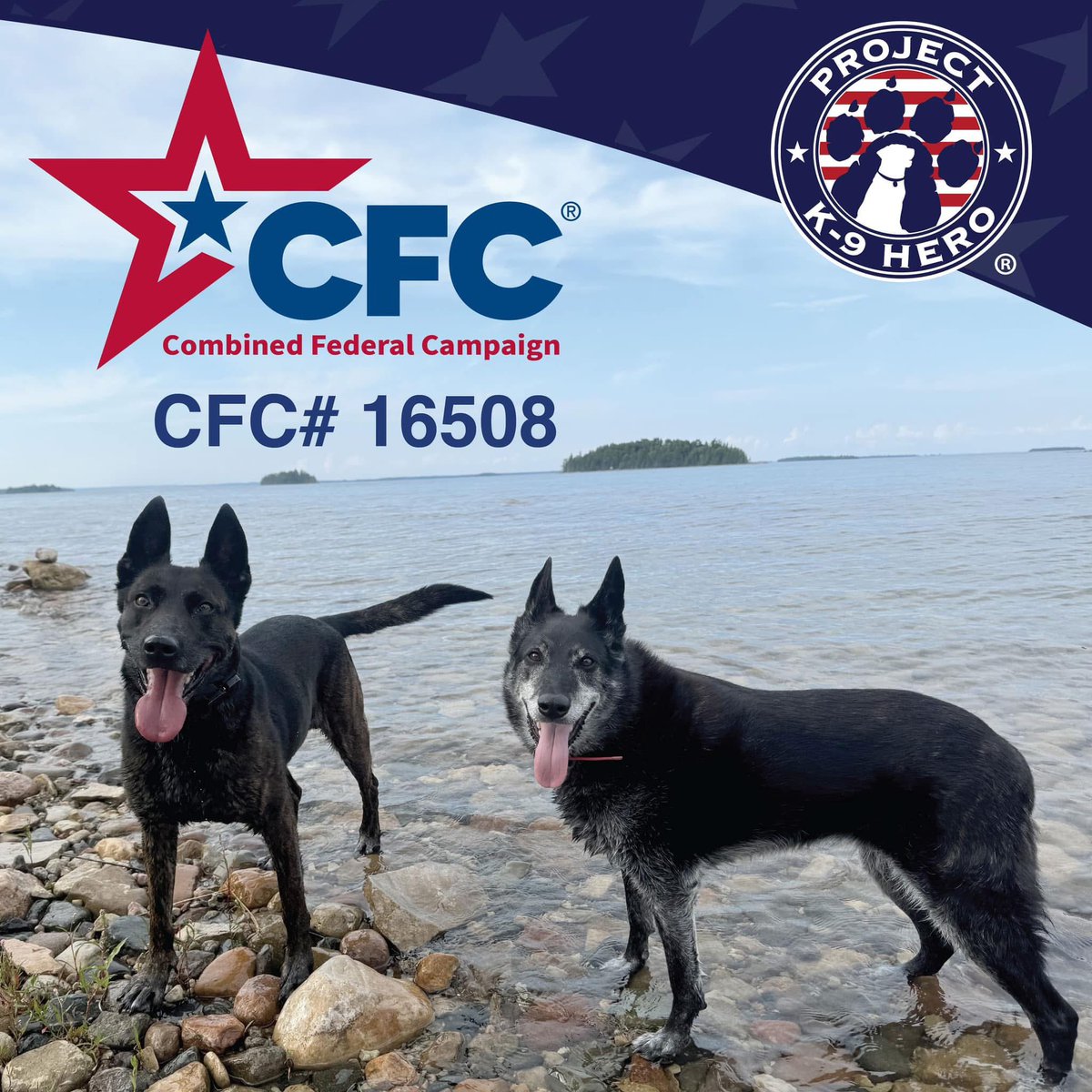 ProjectK9Hero's tweet image. The 2025 Combined Federal Campaign (CFC), is now open! Project K-9 Hero is once again an approved National and International Charity!

If you are active duty military, or a federal employee, you can participate using our #16508 identifier to sign up!

at: givecfc.org
