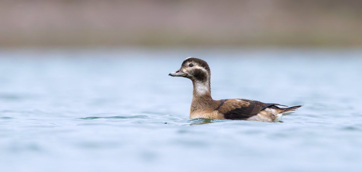 Long-tailed Duck is always a nice treat to see in Notts, given that I don’t get the chance to go to the coast all that much. This juvenile drake at Kilvington Lakes yesterday was feeding surprisingly close to the shore.
<a href="/NottsBirders/">Notts Birdwatchers</a>