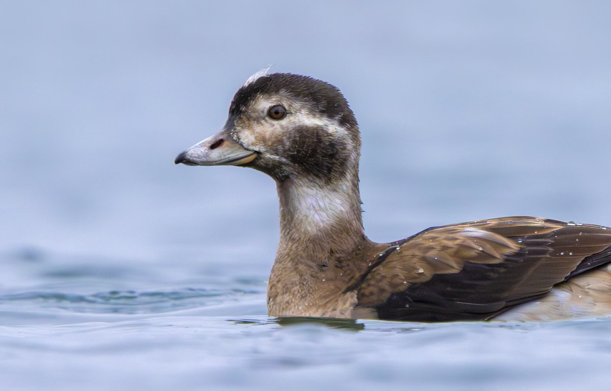 Miles Cluff tweet media