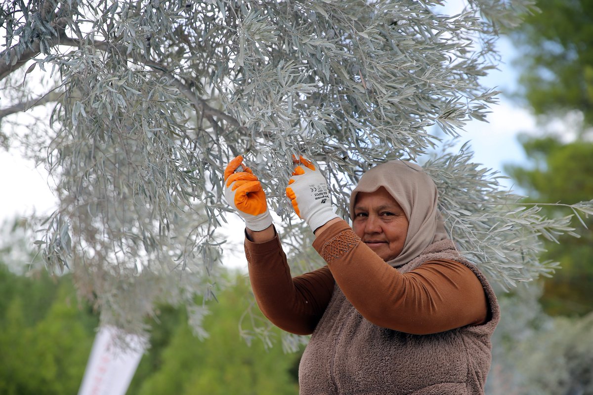 🫒 Her tanesi emek, sabır ve alın teri…

🧑‍🌾 Toprağımızın bereketi, üreticimizin gayretiyle sofralarımıza uzanan bu bereket yolculuğunda tüm çiftçilerimize kolaylıklar diliyoruz.

📍Zeytin Hasadı