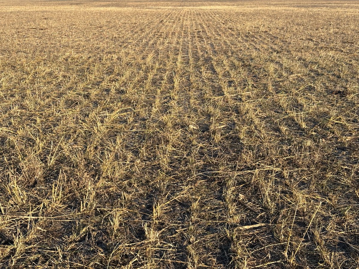 About a week left of grazing here. We've been very blessed with no snow and a fairly easy fall.

Calves are in good shape and enjoying life. Heifer calf pictured here is off a good 11yr old cow. A downside of running multi sire groups is it takes a while for us to get the DNA