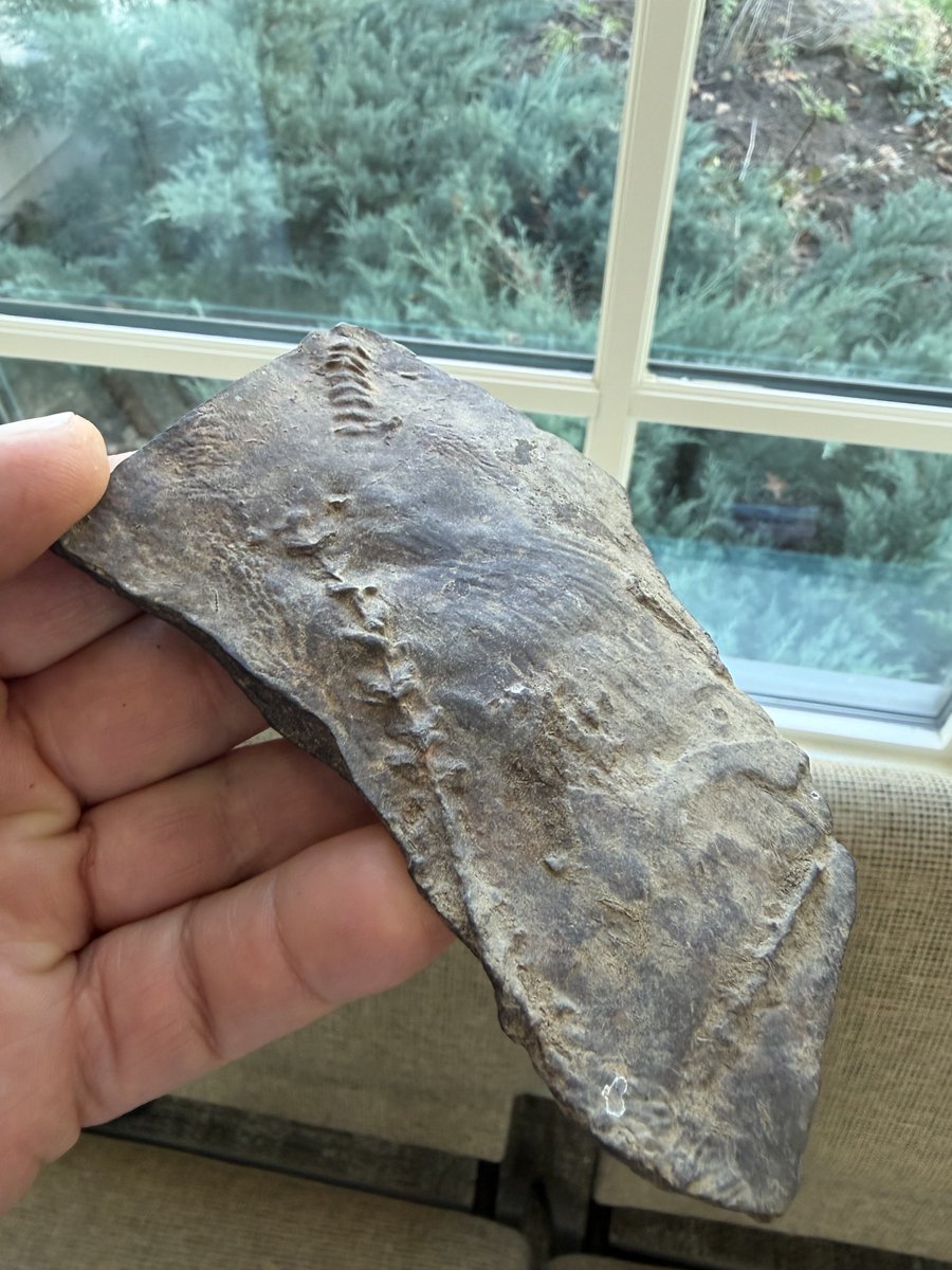 1000yearhouse's tweet image. Found this little set of fossils along the lake shore a few days ago. Made my day.