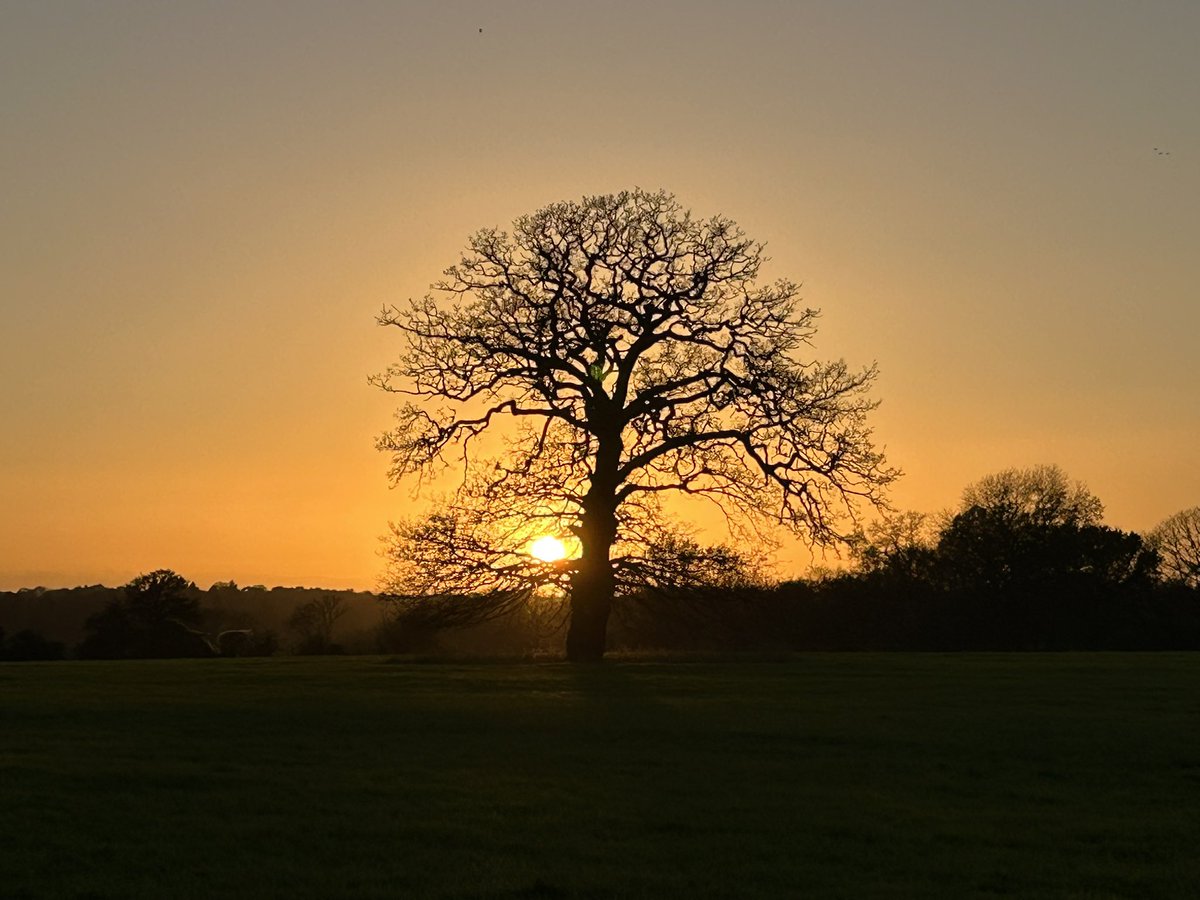 WoodlandNomad's tweet image. #TreeClub🌳