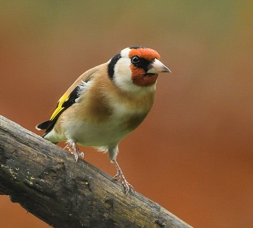 DeKikker72's tweet image. Putters komen af en toe voor een hut om te drinken of te badderen. Vandaar dat ik veelal foto&apos;s heb van putters op de grond.
Gisteren bleef deze putter net wat langer op een takje zitten.
Wat een mooi vogeltje is het toch.

#putter #kleuropX