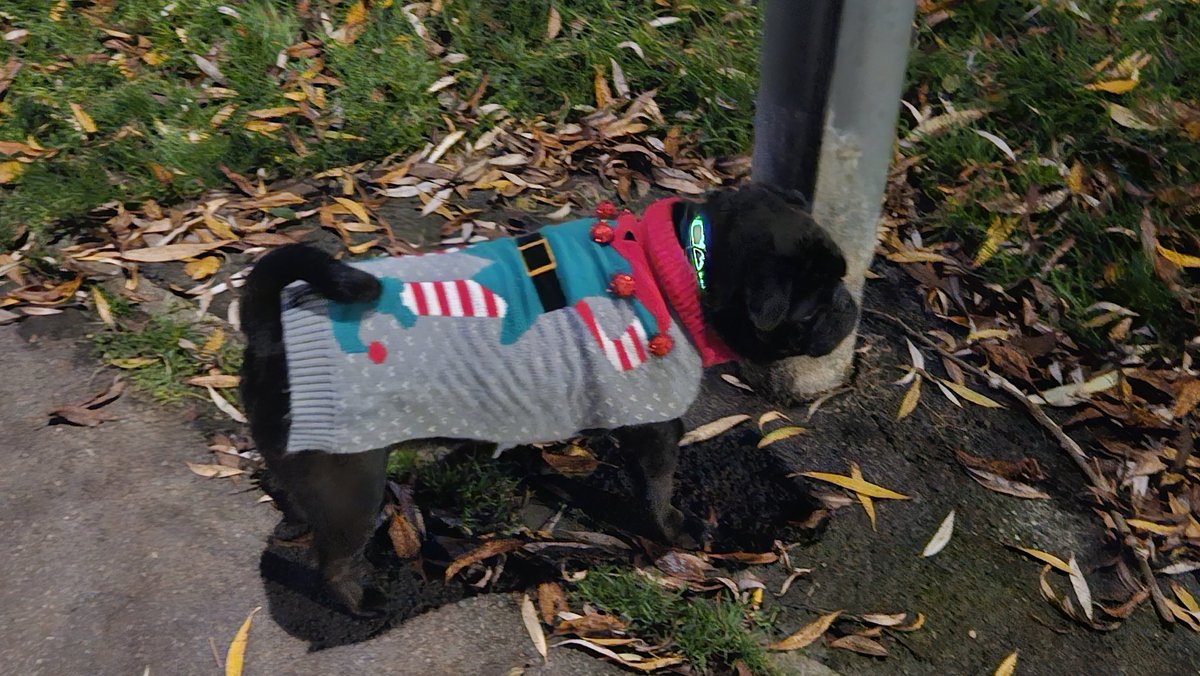 philjocar's tweet photo. Marley the moocher wearing his Christmas outfit๐ฅฐ #pug #pugs #puglife #pugday #Christmaspug https://t.co/zmyMhVC0cN