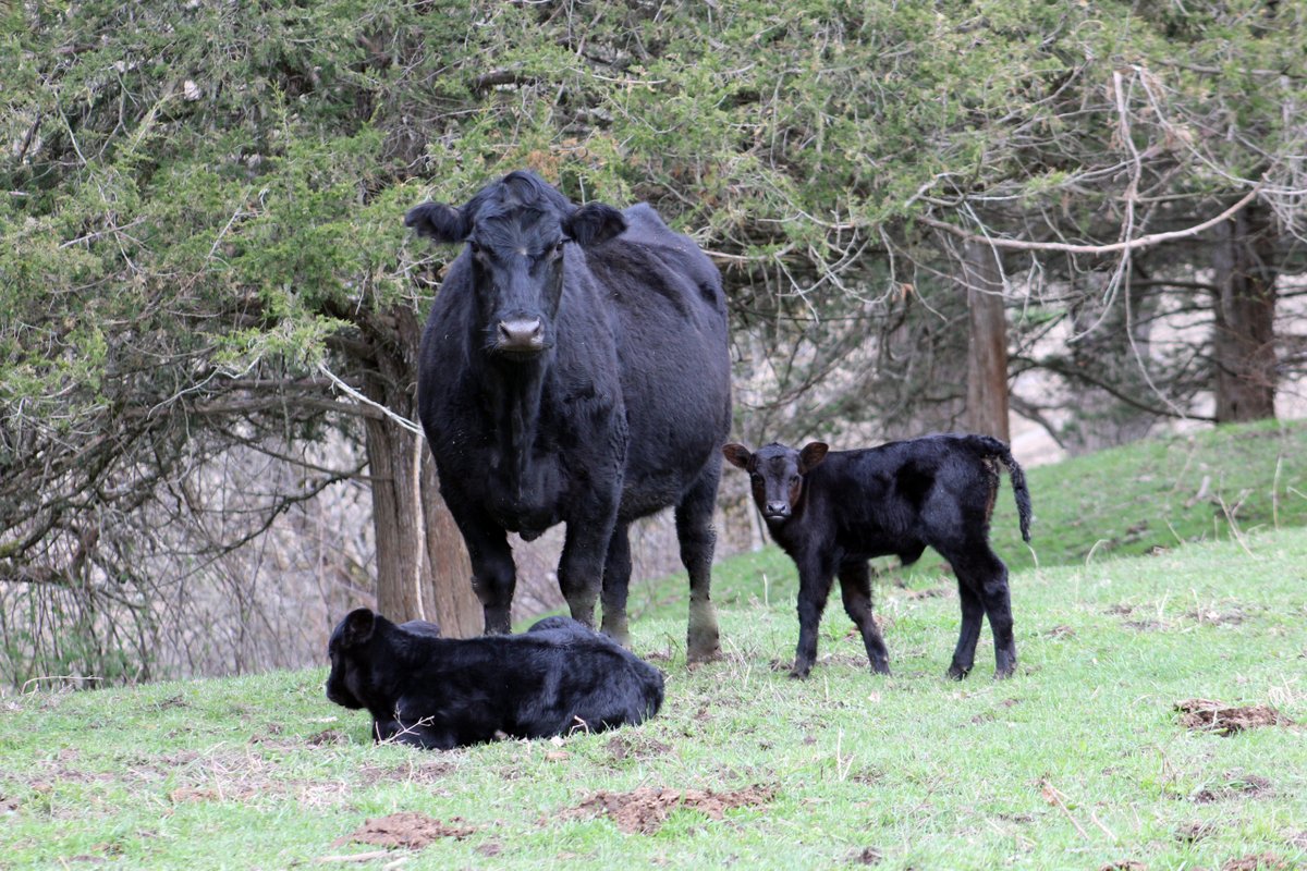 Cattle Prices Lower Ahead Of Holidays midwestfarmreport.com/2025/11/17/cat…
