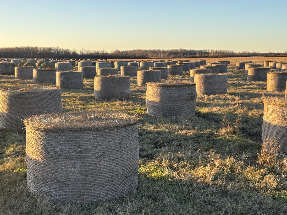 Where do you send forage samples for endophyte testing? 

Can't seem to find a place in Canada, open to suggestions in the States. Thanks