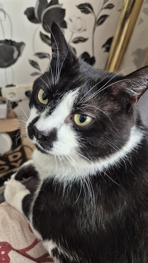 Friends, I'm very sad
Our good friend, mum's role model Mrs Welcy is desperate
They don't have money to pay the rent for their family, incl. 69 cats
Let's unite to help them raise money
Please
I rely on you🙏😾❤️
Styopka