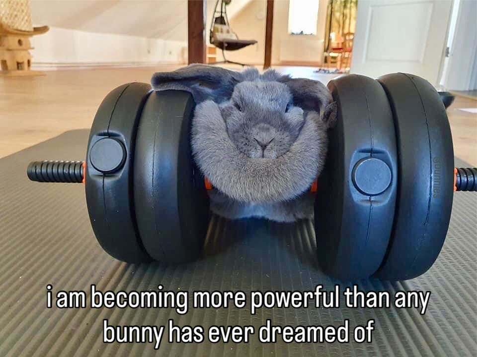 Bunnies's tweet image. 