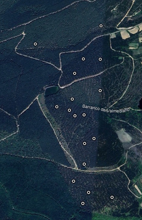¿Podemos aumentar la biodiversidad de las repoblaciones mediante actuaciones selvícolas que imitan perturbaciones naturales? La respuesta es rotundamente SÍ. Vamos con un ejemplo … (1/n)
👇