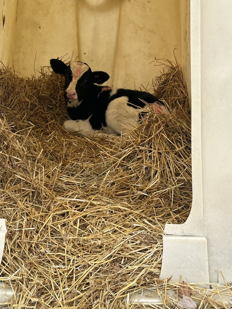 J Buckner tweet media