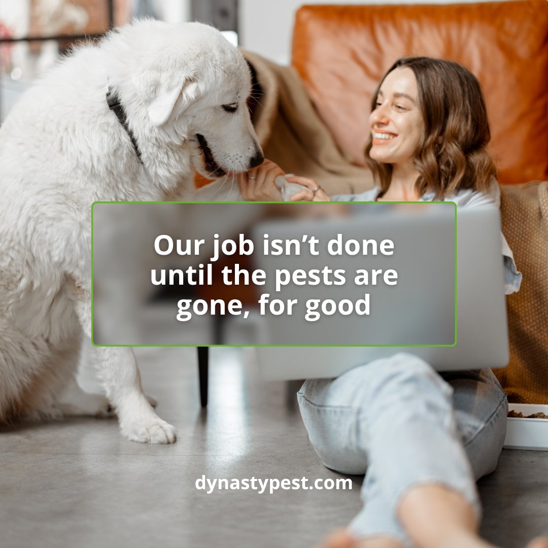 DynastyPest's tweet photo. Our team will reapply treatments anytime during your contract, free of charge, until your space stays pest-free. If pests come back, so do we!

Call us today to get guaranteed pest protection that never quits!
https://t.co/xx6v0Gb3aJ

#GreaterDallas #pestcontrolservice https://t.co/POVj4ct1Py