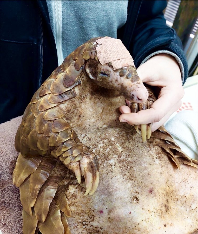 #Pangolins

She tried to protect her baby, but poachers hit her so hard her skull is widely exposed under this dressing.

A damning report by the IUCN lists how pangolins—all 8 species facing extinction— are failed by agencies every step of the way.

Note: This pangolin and her