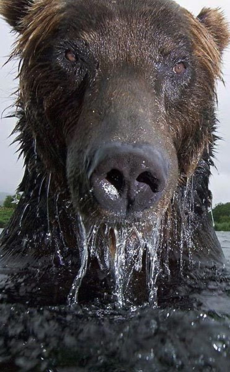 DailyBearPosts's tweet image. Just heard a noise from downstairs. I'm currently home alone