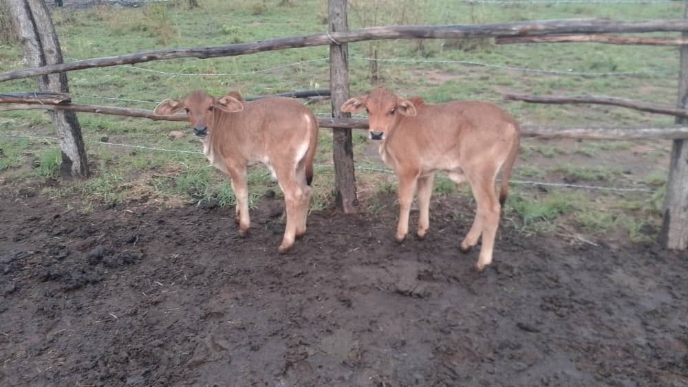 tmuchemwa's tweet image. I suspect mukomana aona post yangu iyi, ndatumirwa mhuru dzese 🤣🤣 

Anyway, i’m no longer as frustrated still impatient though.. takamirira mhuru