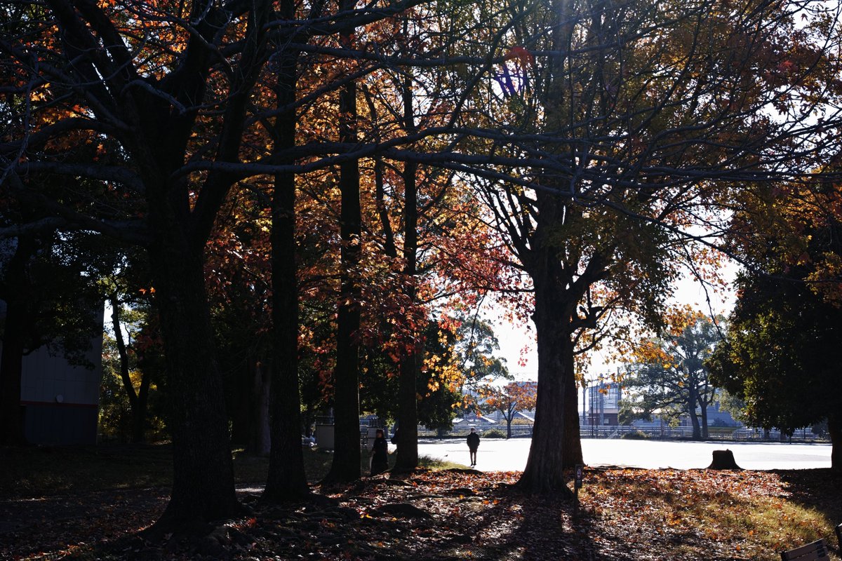 guzuppe's tweet image. この時期は通勤であっても #dp2 か #fp を持ち歩いていおります。色づいてきた秋と #Foveon の相性は良いぞ〜 
#sigma