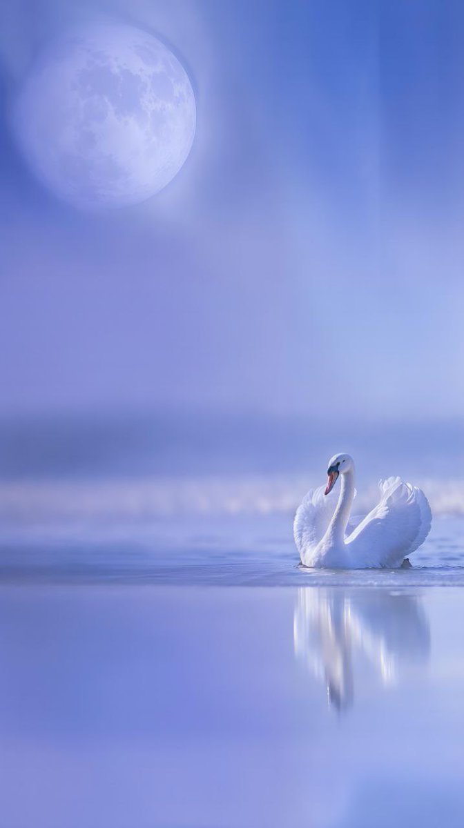 الأرواح العظيمة لا تخشی تغير الفصول 
لأن ربيعها ليس في مظهرها بل في 
الأمل الذي يزهر بداخلها مهما 
تغيرت الظروف