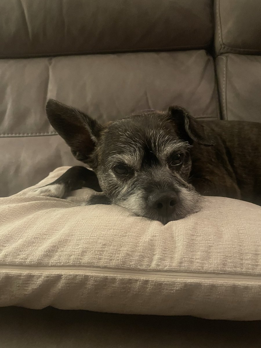 Buntimus's tweet photo. @TweeetsOfDogs This is Daisy she is 15 https://t.co/8hsWNjSVJL