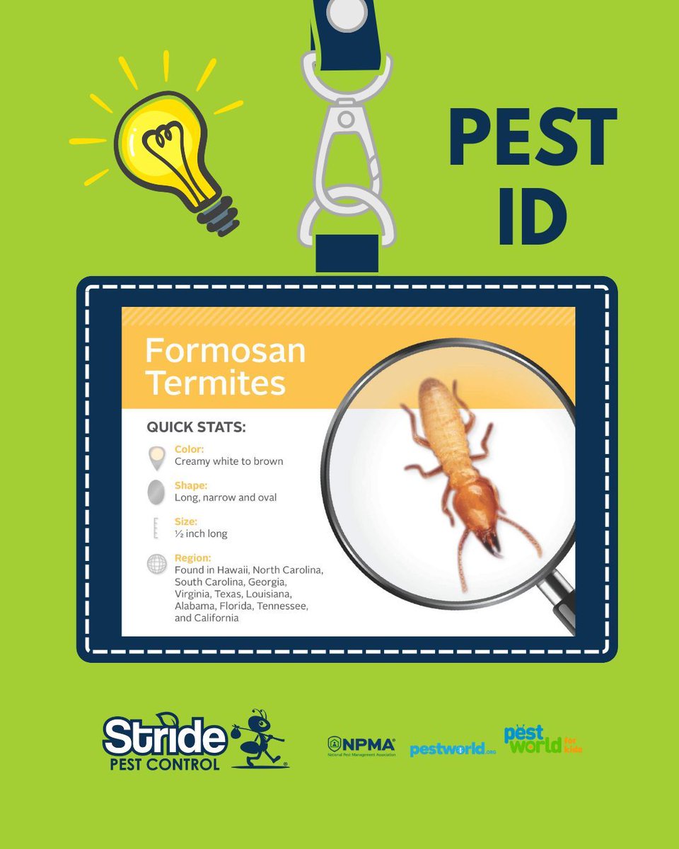 stridepest's tweet image. Not all termites are the same but they all spell trouble for your home!

Protect your home from every kind of termite , call Stride Pest Control today for a thorough inspection and lasting protection.

#StridePestControl #TermiteProtection #PestFreeHome #TexasHomes
