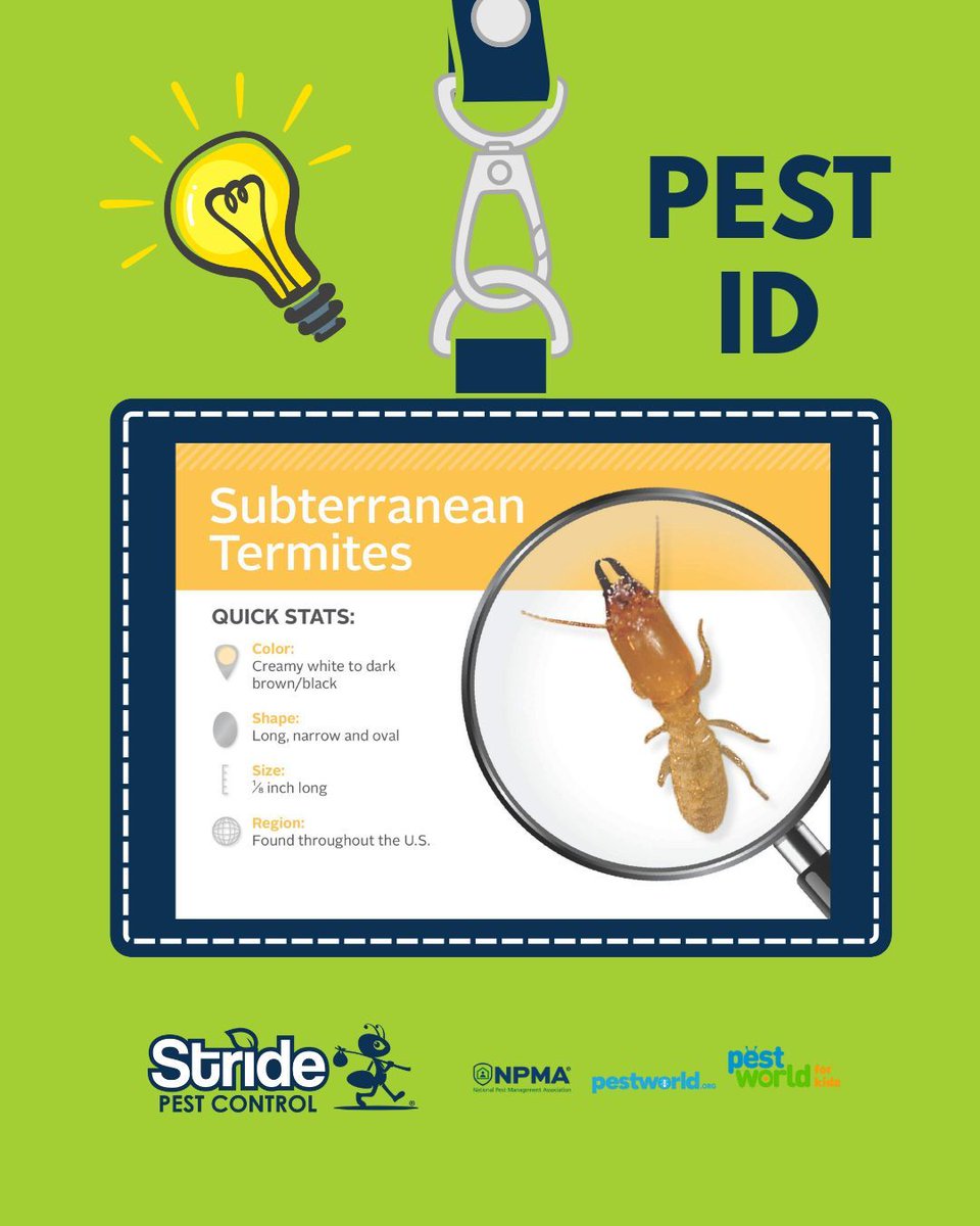 stridepest's tweet image. Not all termites are the same but they all spell trouble for your home!

Protect your home from every kind of termite , call Stride Pest Control today for a thorough inspection and lasting protection.

#StridePestControl #TermiteProtection #PestFreeHome #TexasHomes