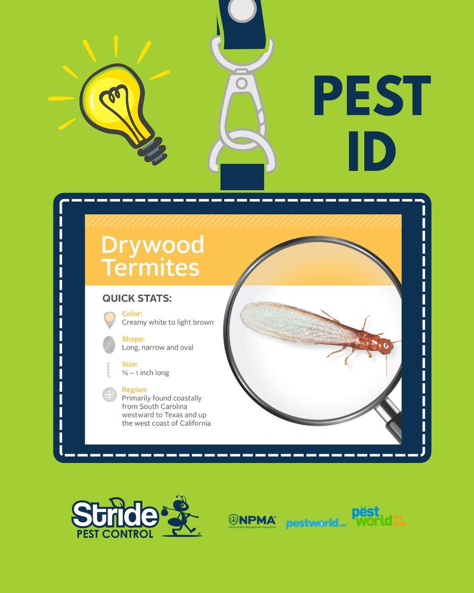 stridepest's tweet image. Not all termites are the same but they all spell trouble for your home!

Protect your home from every kind of termite , call Stride Pest Control today for a thorough inspection and lasting protection.

#StridePestControl #TermiteProtection #PestFreeHome #TexasHomes