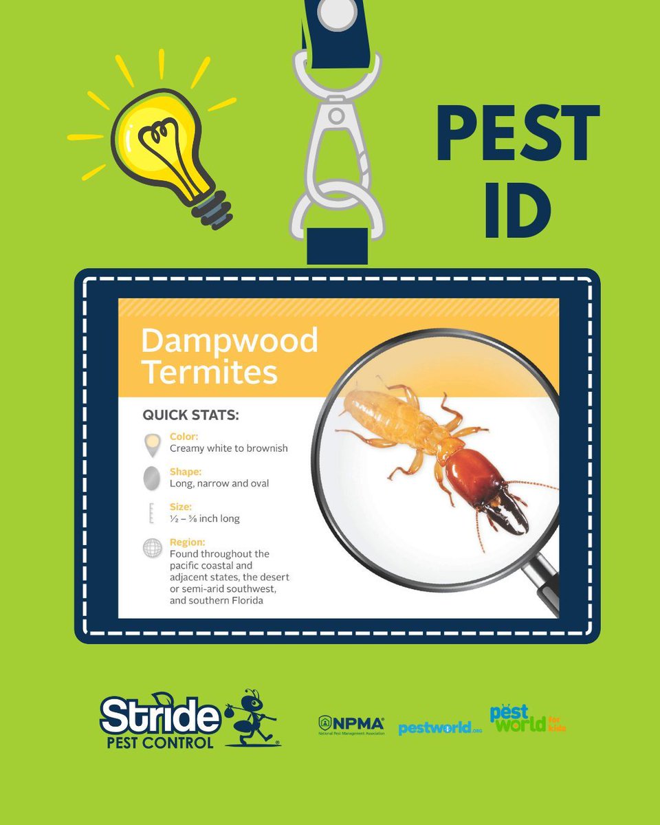 stridepest's tweet image. Not all termites are the same but they all spell trouble for your home!

Protect your home from every kind of termite , call Stride Pest Control today for a thorough inspection and lasting protection.

#StridePestControl #TermiteProtection #PestFreeHome #TexasHomes