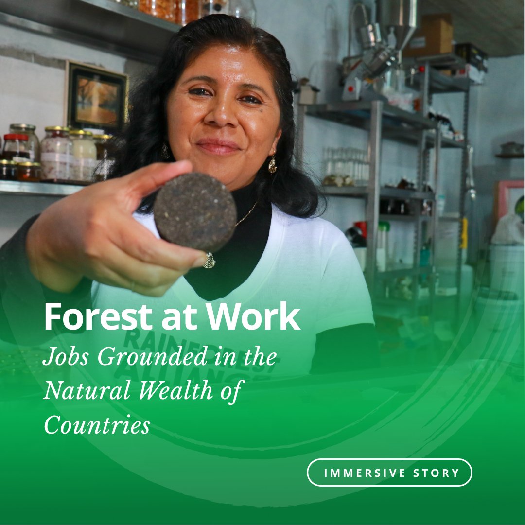 Indigenous women-led businesses in Mexico are going commercial, with support from <a href="/WorldBank/">WorldBank</a>. Learn how forest jobs empower communities and protect nature: wrld.bg/x9Rx50Xq70O
#COP30