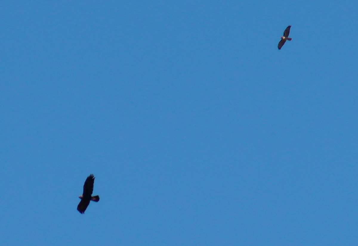 Mucha gente ve cualquier rapaz mediana y cree que se trata del Águila real (Aquila chrysaetos)

Pero en realidad estas son ENORMES. Hace un año vi una siendo perseguida por 2 Aguilillas cola roja (Buteo jamaicensis) y lado a lado la diferencia es muy notoria