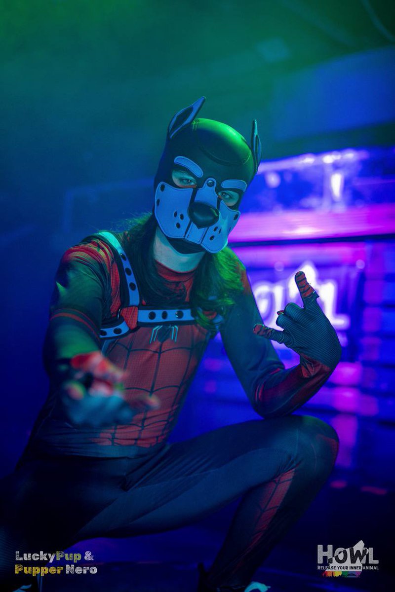 spiderdog, spiderdog, does whatever a spiderdog does! can he swing, from a web, no he can’t coz he’s a dog… look outttttttttt he is a spiderdog🤭🐾

📸 - <a href="/PupperNero/">Nero ✨🐶</a> <a href="/lucky_p42148/">Lucky Pup</a> 
📍- <a href="/Howl_Newcastle/">Howl 2.0</a>