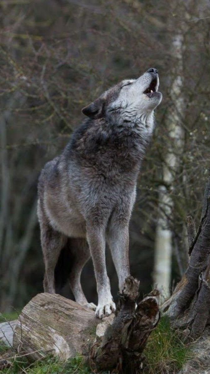 WOLF LOVERS tweet media