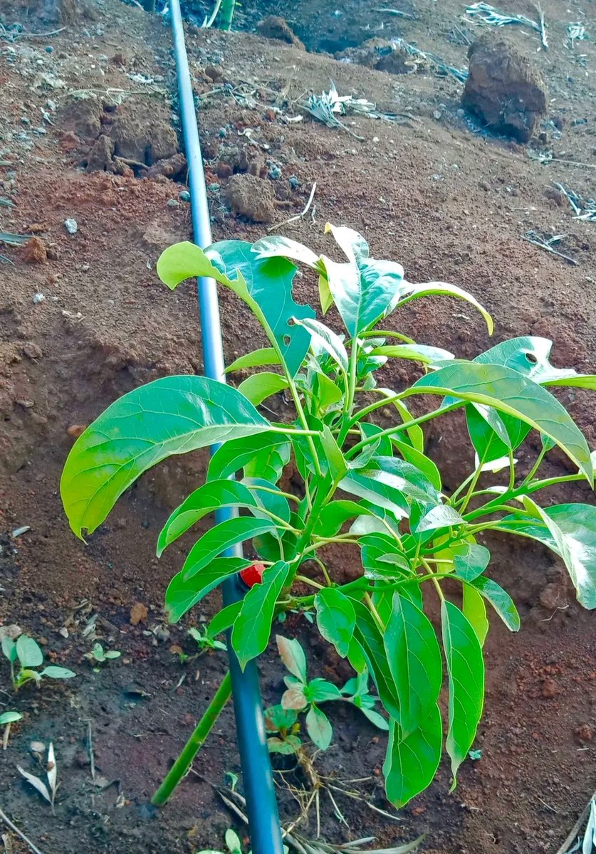 RexNursery's tweet photo. Grafted avocado seedlings https://t.co/1o1EUFUeW0