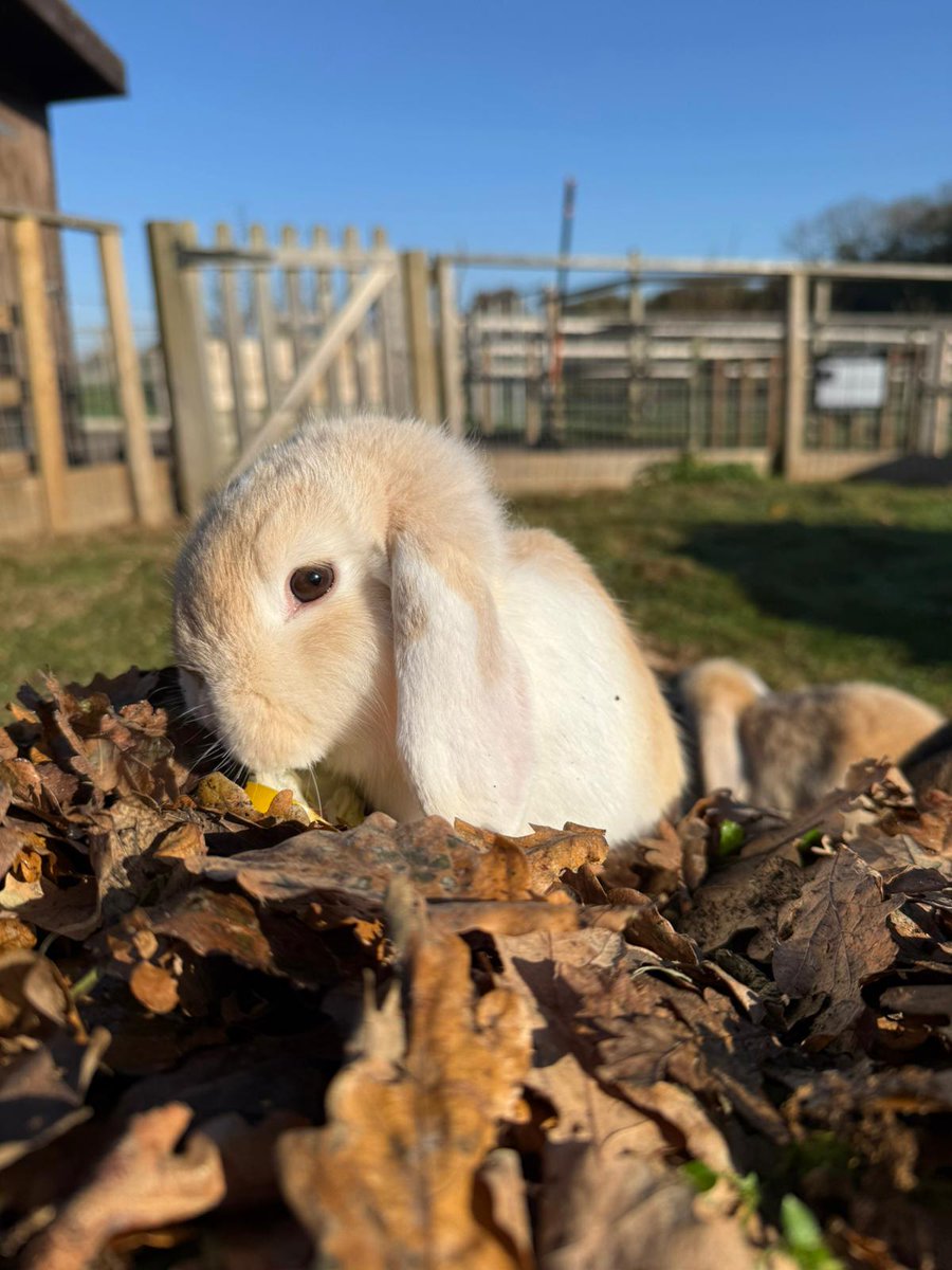 JimmysFarmHQ's tweet image. Our guinea pigs and rabbits have been having the best time playing in the leaves and soaking up the autumn colours 🍁🐹🐰

#JimmysFarm #AutumnVibes #CuteAnimals #GuineaPigLove
