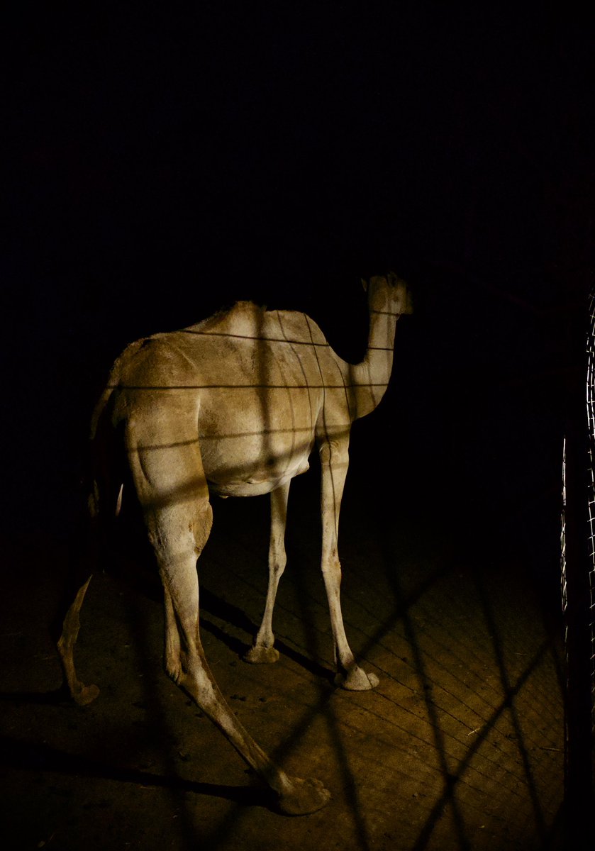 ardathinks's tweet image. I love camel milk