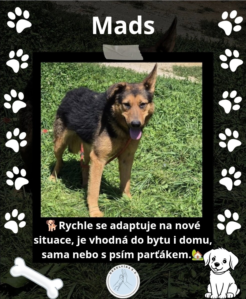 Nebelvirazs's tweet photo. VÍCE INFO O PEJSKOVI A DALŠÍ PEJSCI NA https://t.co/lJzw2Nw3ZF
📩 adopce.nebelvira@gmail.com
🩵Pomoc 2502933846/2010
KAŽDÝ LIKE, SDÍLENÍ A FOLLOW POMŮŽE🩵🐕
#adopce #utulek #peskadopci #adoptujnekupuj #adoptuj #pes
#Adopce #PesBezDomova #ZachraňZvíře #nekupujadoptuj https://t.co/8Y8hUdqiOr