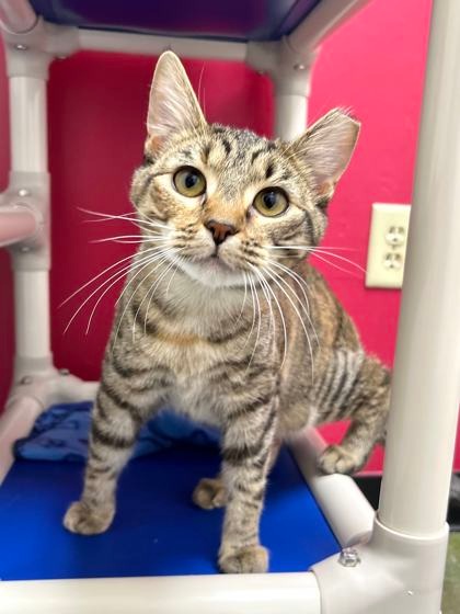 She's Pumpkin Spice and everything nice! ✨ This sweet brown torbie loves to perch in the window, watching the world go by. She can be shy at first, but once she warms up, Pumpkin Spice is quick to soak up all the attention.

Sound like a good fit for you?
heyor.ca/lAxFIu