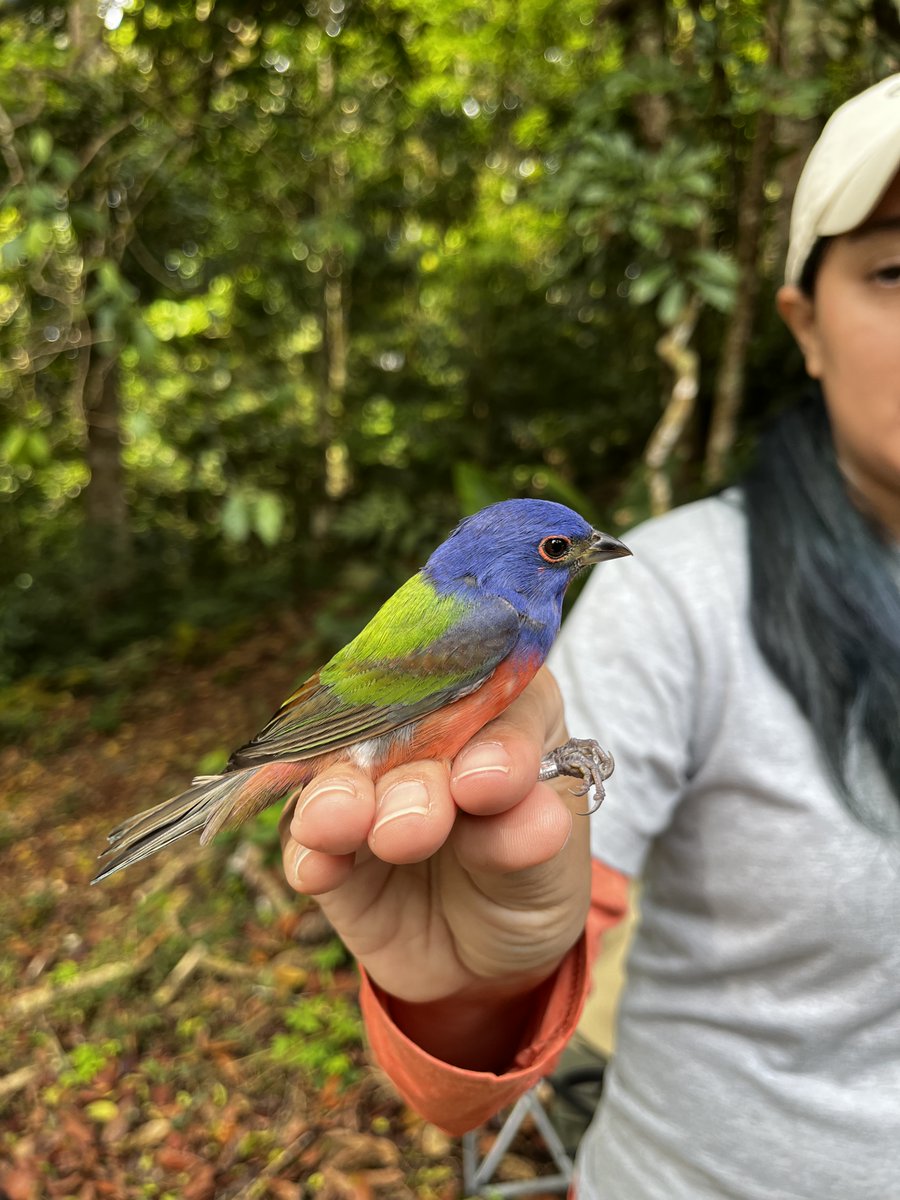 SMBC's tweet image. Painted Bunting Fun Fact! 

🪺 The French name for the painted bunting is nonpareil, which means “without equal,” referring to the bird’s breathtaking plumage. In Spanish, the species is known as azulillo sietecolores, which roughly translates to “seven-colored bluebird.”