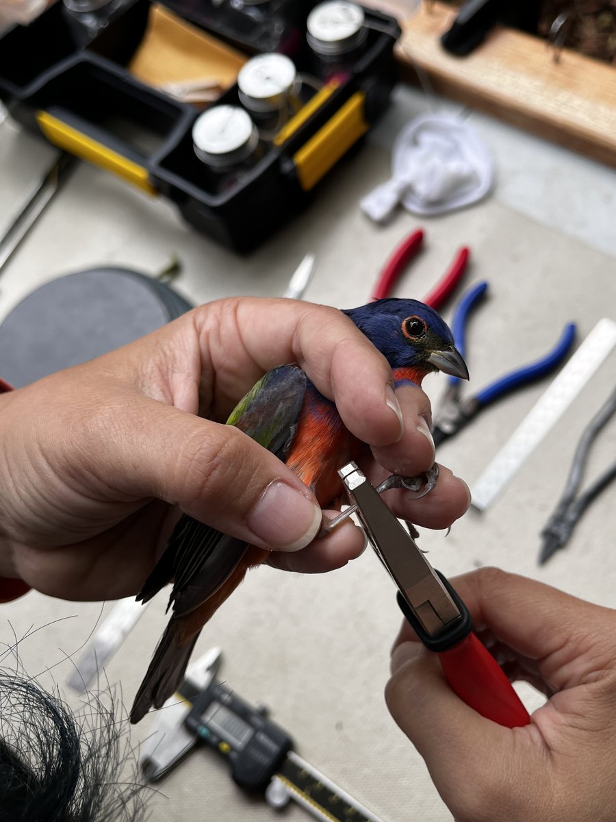 SMBC's tweet image. Painted Bunting Fun Fact! 

🪺 The French name for the painted bunting is nonpareil, which means “without equal,” referring to the bird’s breathtaking plumage. In Spanish, the species is known as azulillo sietecolores, which roughly translates to “seven-colored bluebird.”