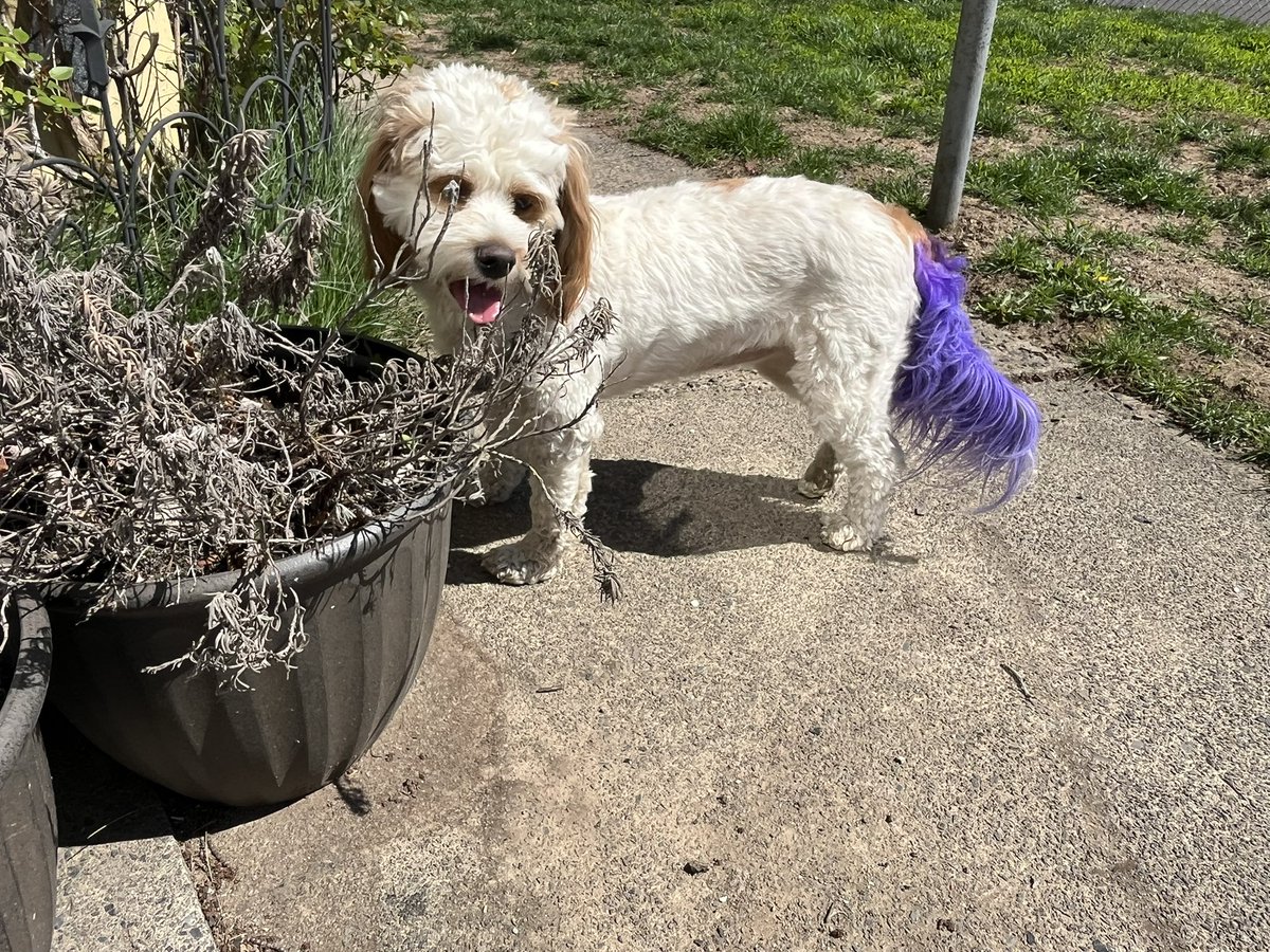 christuboo's tweet photo. @XPLRMERCHDESIGN Omg so cute wonder what type of breed she is. She kinda looks like my cockapoo when she was a puppy. Now my girl is all grown up 🥰 https://t.co/aSyucfHeGz