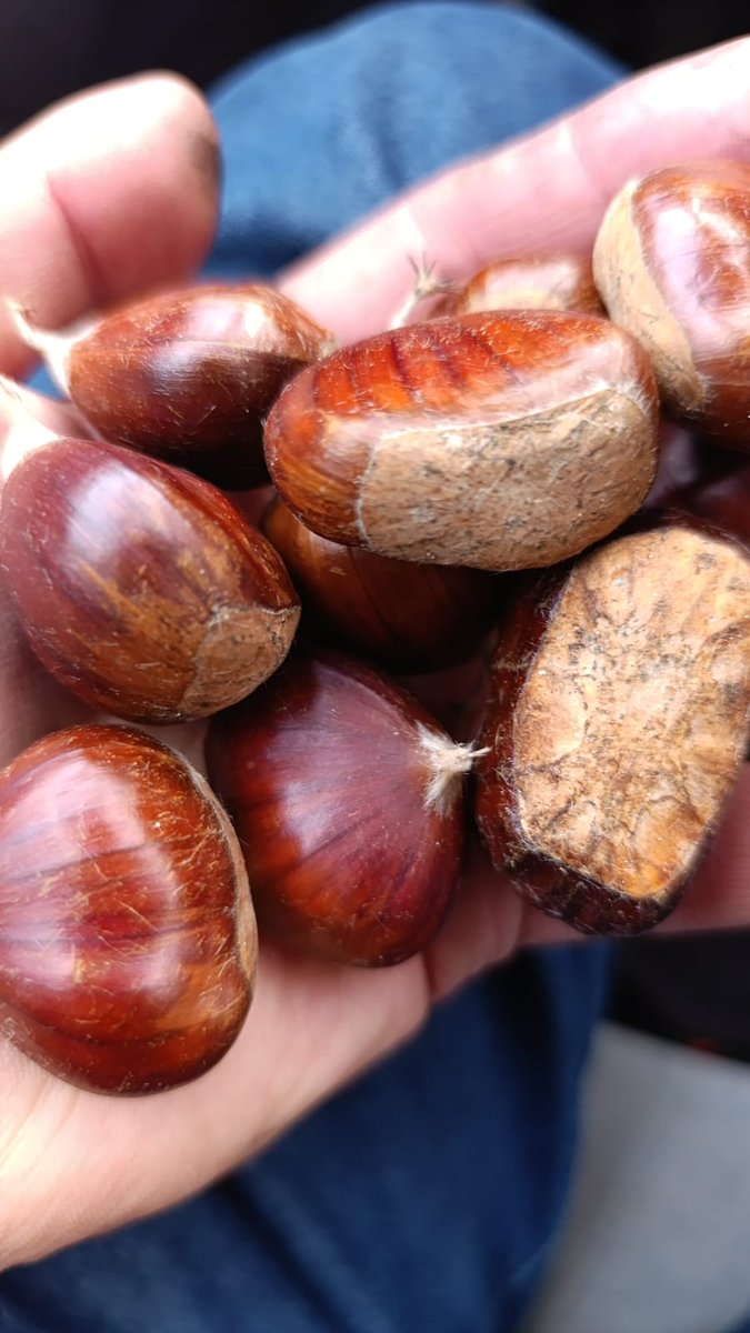 🌰 AYDIN MAHSULÜ DOUBLE ŞEKERCİ KESTANE 🌰

Kışın en tatlı lezzeti Nur’un Doğası ile sofranıza geliyor!

Aydın’ın verimli topraklarında yetişen double şeker kestanelerimiz, iri taneli yapısı, kolay soyulan ince kabuğu ve doğal şeker tadıyla tam bir lezzet şöleni sunar.