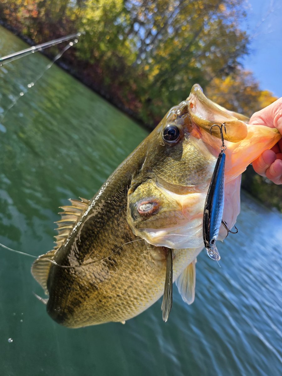 “The Pointer 78 is one of my go to baits when the temps start dropping or fishing shallow water. Love to work this smaller jerkbait with my spinning rod for optimal casting.”-Railin' 10's Guide Service #Pointer78 #LensAuroraBlack #LuckyCraft #LuckyCraftUSA