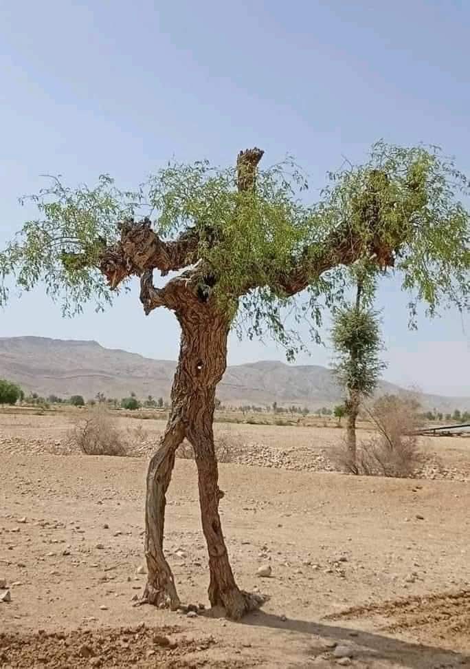 oldletterbox's tweet image. राग को पूरी शुद्धता से गाना  और प्रेम में सारे संकट झेलना बड़ा भारी काम है 
देख सुन कर ही मंच पर उतरना चाहिए। 

&quot;कब ये तुझ नातवां से उठता है &quot;