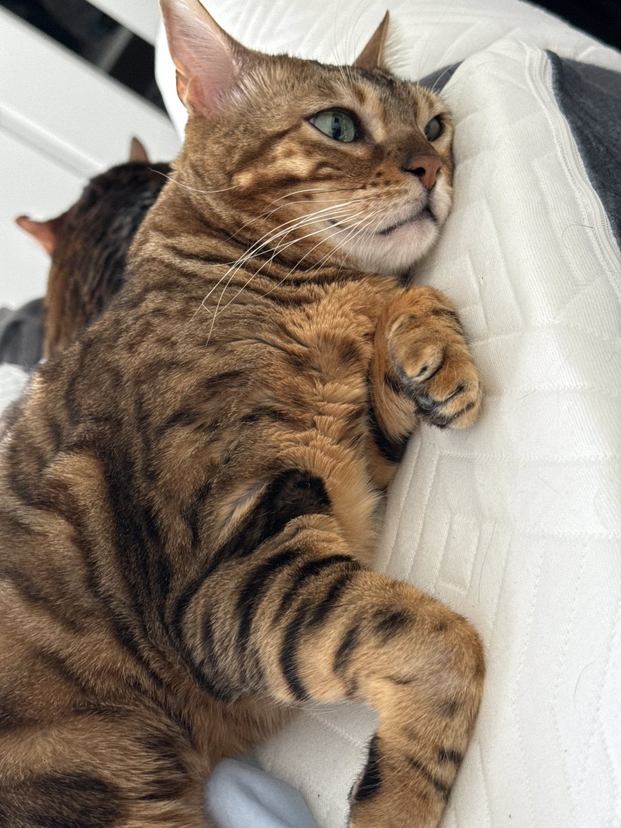 I bought pillows to help with my pelvic &amp; back but the cats are taking over

#comfeecats