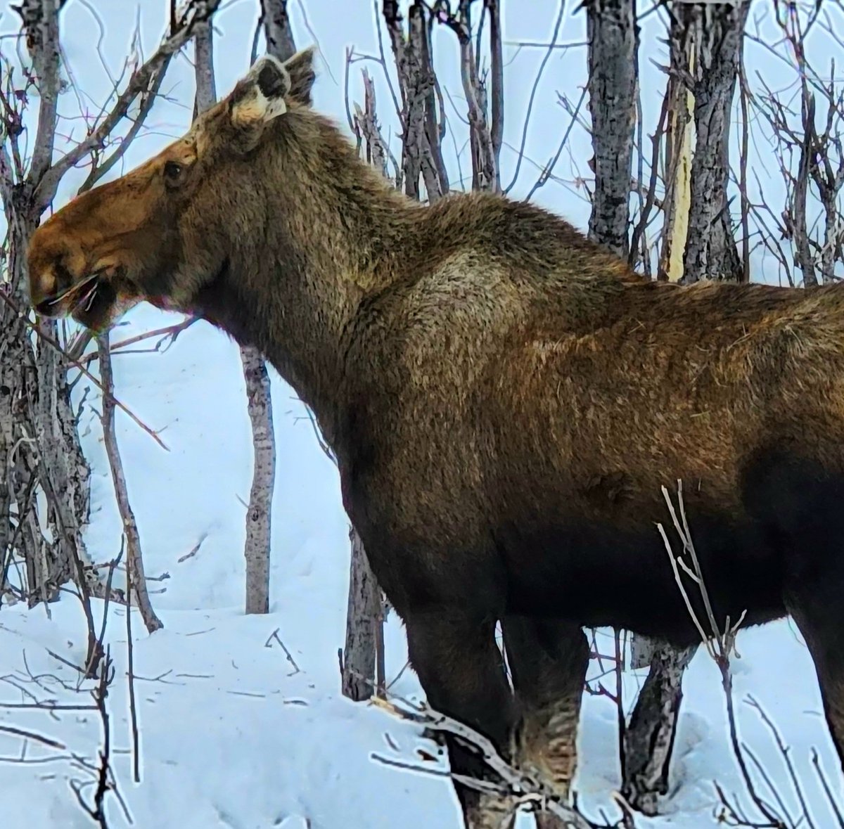 Overfed majesty stands in the silence of an early Alaska morning. 🫎