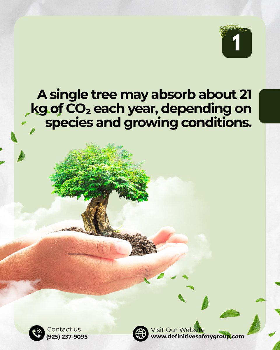 definitivesg's tweet image. 🌳 A single tree can absorb up to 21 kg of CO₂ each year. Nature works hard — let’s help it thrive.
#theDSGway #ClimateAction #TreeFacts